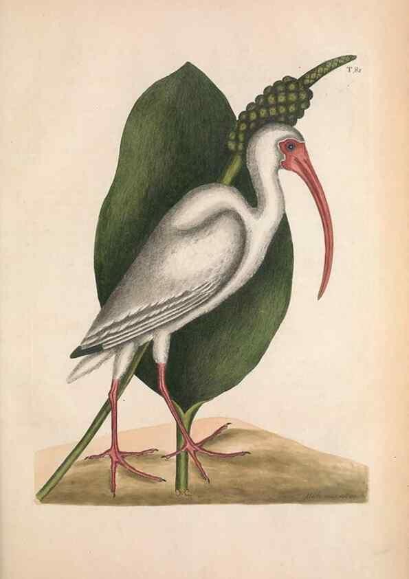 Reproducción/Reproduction 49457113357: The natural history of Carolina, Florida, and the Bahama Islands :. London :Printed for B. White,1771.. 