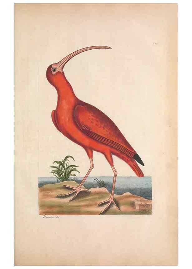 Reproducción/Reproduction 49456881911: The natural history of Carolina, Florida, and the Bahama Islands :. London :Printed for B. White,1771.. 