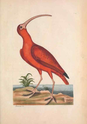 Reproducción/Reproduction 49456881911: The natural history of Carolina, Florida, and the Bahama Islands :. London :Printed for B. White,1771.. 