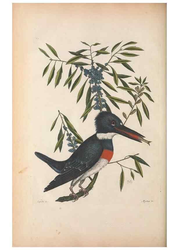 Reproducción/Reproduction 49456876731: The natural history of Carolina, Florida, and the Bahama Islands :. London :Printed for B. White,1771.. 