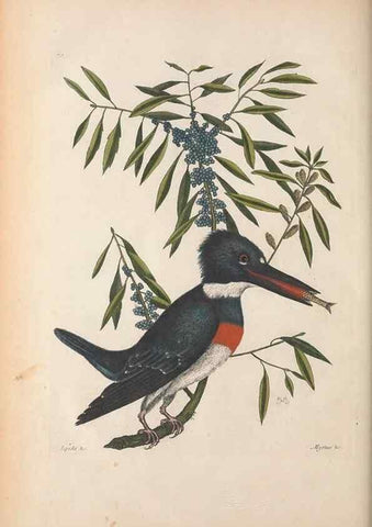 Reproducción/Reproduction 49456876731: The natural history of Carolina, Florida, and the Bahama Islands :. London :Printed for B. White,1771.. 