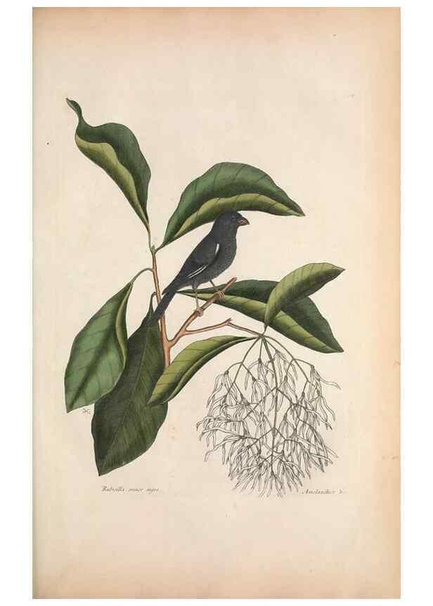 Reproducción/Reproduction 49457108492: The natural history of Carolina, Florida, and the Bahama Islands :. London :Printed for B. White,1771.. 