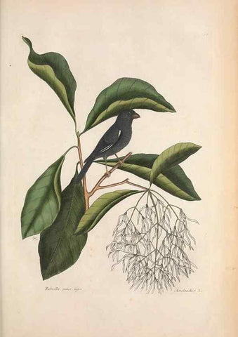 Reproducción/Reproduction 49457108492: The natural history of Carolina, Florida, and the Bahama Islands :. London :Printed for B. White,1771.. 