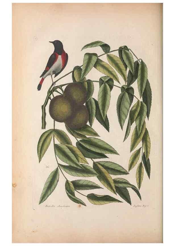 Reproducción/Reproduction 49456875891: The natural history of Carolina, Florida, and the Bahama Islands :. London :Printed for B. White,1771.. 