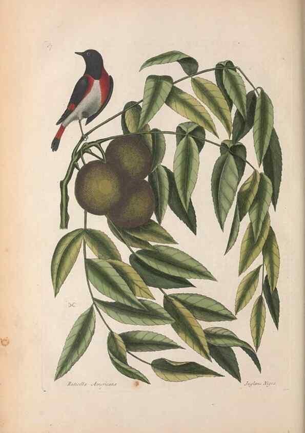 Reproducción/Reproduction 49456875891: The natural history of Carolina, Florida, and the Bahama Islands :. London :Printed for B. White,1771.. 