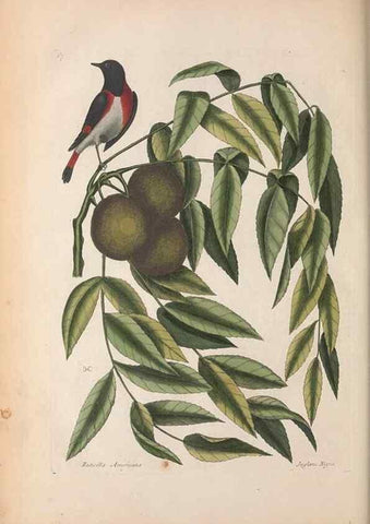 Reproducción/Reproduction 49456875891: The natural history of Carolina, Florida, and the Bahama Islands :. London :Printed for B. White,1771.. 