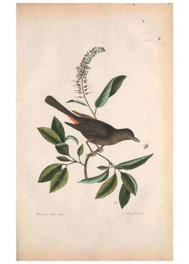 Reproducción/Reproduction 49457107687: The natural history of Carolina, Florida, and the Bahama Islands :. London :Printed for B. White,1771.. 
