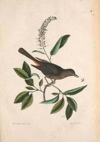 Reproducción/Reproduction 49457107687: The natural history of Carolina, Florida, and the Bahama Islands :. London :Printed for B. White,1771.. 