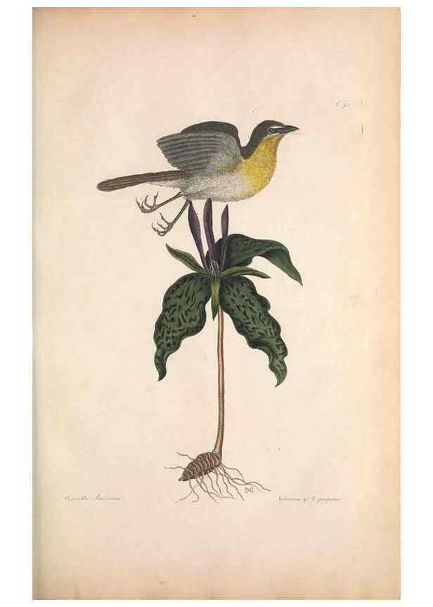 Reproducción/Reproduction 49456397193: The natural history of Carolina, Florida, and the Bahama Islands :. London :Printed for B. White,1771.. 