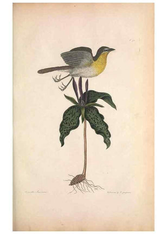 Reproducción/Reproduction 49456397193: The natural history of Carolina, Florida, and the Bahama Islands :. London :Printed for B. White,1771.. 