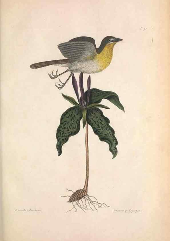 Reproducción/Reproduction 49456397193: The natural history of Carolina, Florida, and the Bahama Islands :. London :Printed for B. White,1771.. 