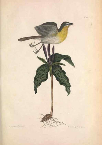 Reproducción/Reproduction 49456397193: The natural history of Carolina, Florida, and the Bahama Islands :. London :Printed for B. White,1771.. 