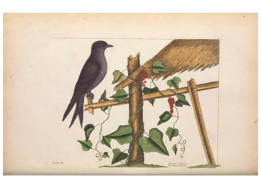 Reproducción/Reproduction 49456870236: The natural history of Carolina, Florida, and the Bahama Islands :. London :Printed for B. White,1771.. 