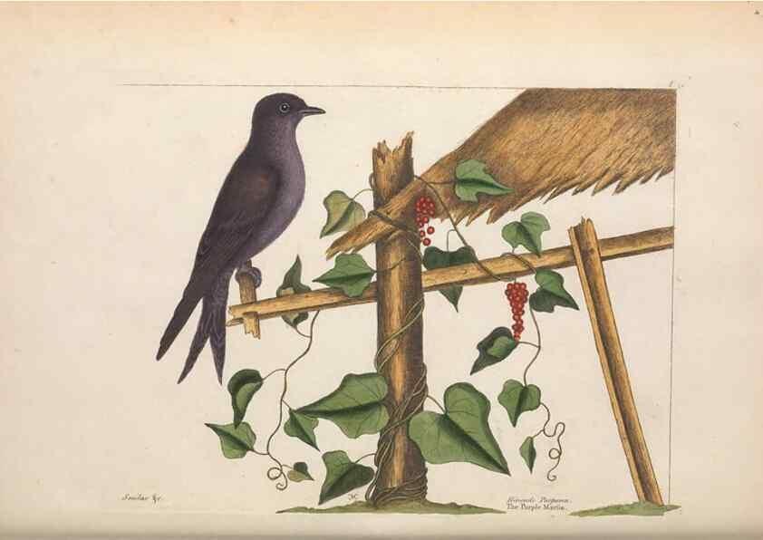 Reproducción/Reproduction 49456870236: The natural history of Carolina, Florida, and the Bahama Islands :. London :Printed for B. White,1771.. 