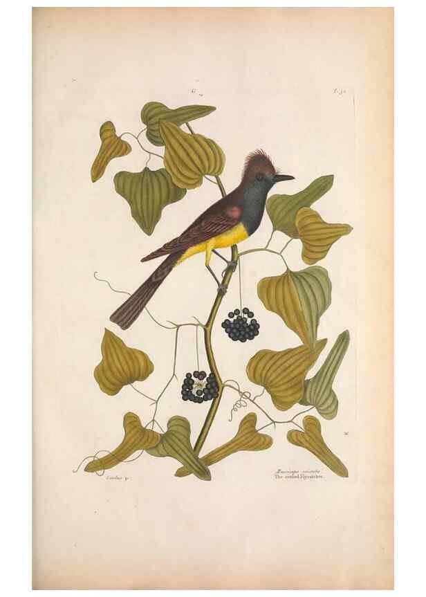 Reproducción/Reproduction 49456397818: The natural history of Carolina, Florida, and the Bahama Islands :. London :Printed for B. White,1771.. 