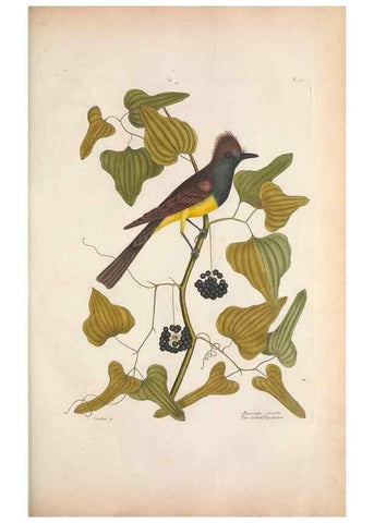 Reproducción/Reproduction 49456397818: The natural history of Carolina, Florida, and the Bahama Islands :. London :Printed for B. White,1771.. 
