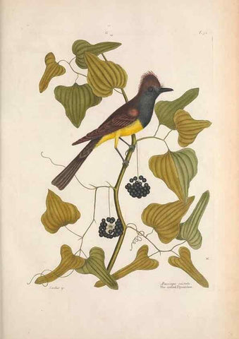 Reproducción/Reproduction 49456397818: The natural history of Carolina, Florida, and the Bahama Islands :. London :Printed for B. White,1771.. 