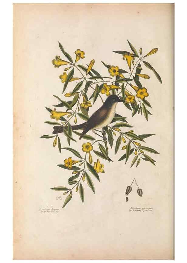 Reproducción/Reproduction 49456398208: The natural history of Carolina, Florida, and the Bahama Islands :. London :Printed for B. White,1771.. 