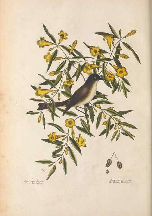 Reproducción/Reproduction 49456398208: The natural history of Carolina, Florida, and the Bahama Islands :. London :Printed for B. White,1771.. 