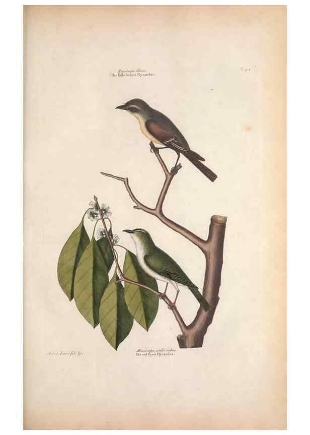Reproducción/Reproduction 49457103922: The natural history of Carolina, Florida, and the Bahama Islands :. London :Printed for B. White,1771.. 