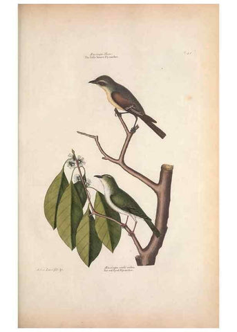 Reproducción/Reproduction 49457103922: The natural history of Carolina, Florida, and the Bahama Islands :. London :Printed for B. White,1771.. 