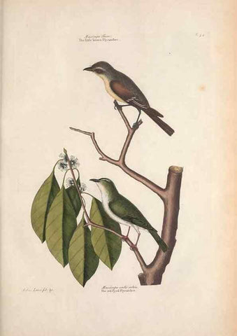 Reproducción/Reproduction 49457103922: The natural history of Carolina, Florida, and the Bahama Islands :. London :Printed for B. White,1771.. 