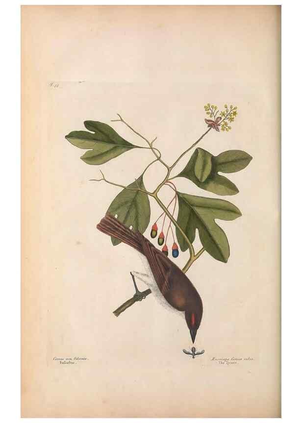Reproducción/Reproduction 49456871951: The natural history of Carolina, Florida, and the Bahama Islands :. London :Printed for B. White,1771.. 