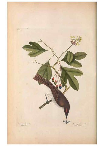 Reproducción/Reproduction 49456871951: The natural history of Carolina, Florida, and the Bahama Islands :. London :Printed for B. White,1771.. 