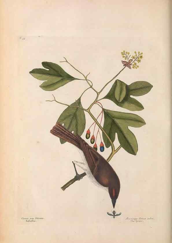 Reproducción/Reproduction 49456871951: The natural history of Carolina, Florida, and the Bahama Islands :. London :Printed for B. White,1771.. 