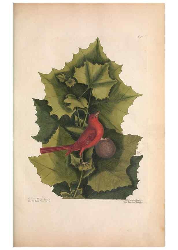Reproducción/Reproduction 49457104567: The natural history of Carolina, Florida, and the Bahama Islands :. London :Printed for B. White,1771.. 