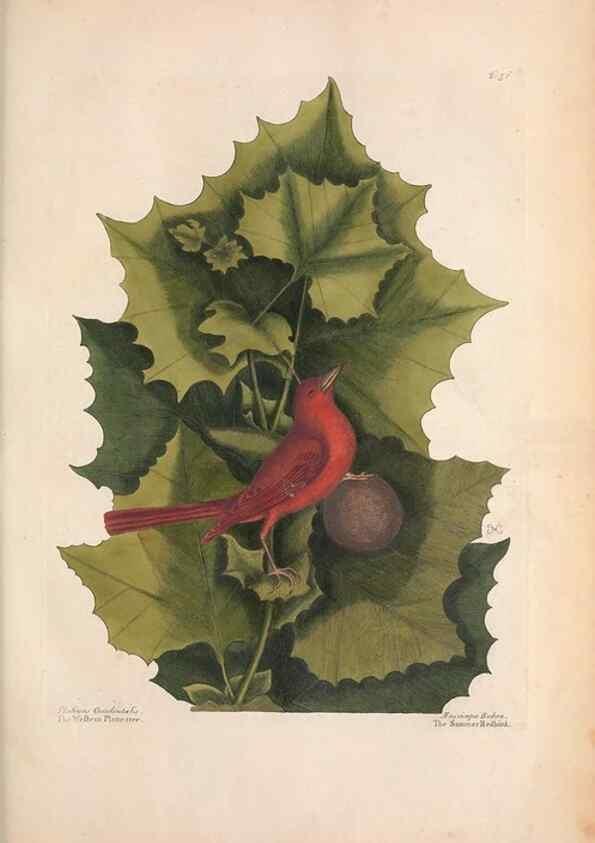 Reproducción/Reproduction 49457104567: The natural history of Carolina, Florida, and the Bahama Islands :. London :Printed for B. White,1771.. 