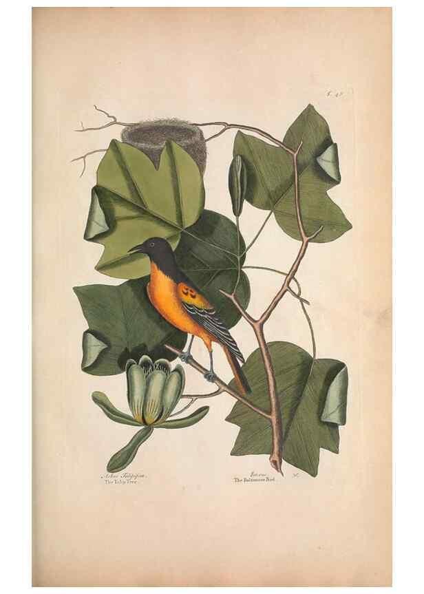Reproducción/Reproduction 49457101547: The natural history of Carolina, Florida, and the Bahama Islands :. London :Printed for B. White,1771.. 
