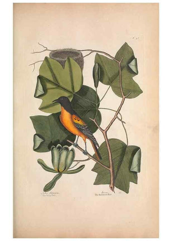 Reproducción/Reproduction 49457101547: The natural history of Carolina, Florida, and the Bahama Islands :. London :Printed for B. White,1771.. 