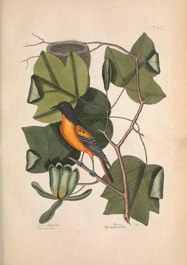 Reproducción/Reproduction 49457101547: The natural history of Carolina, Florida, and the Bahama Islands :. London :Printed for B. White,1771.. 