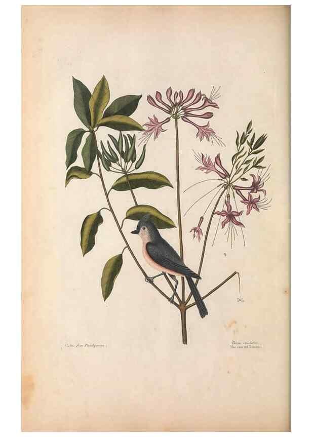 Reproducción/Reproduction 49457104812: The natural history of Carolina, Florida, and the Bahama Islands :. London :Printed for B. White,1771.. 