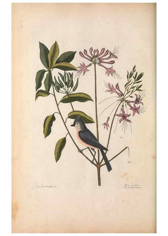 Reproducción/Reproduction 49457104812: The natural history of Carolina, Florida, and the Bahama Islands :. London :Printed for B. White,1771.. 