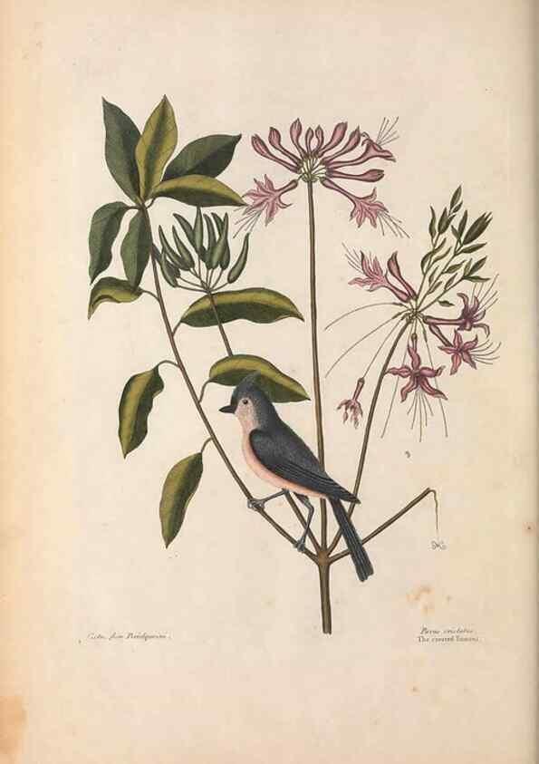 Reproducción/Reproduction 49457104812: The natural history of Carolina, Florida, and the Bahama Islands :. London :Printed for B. White,1771.. 