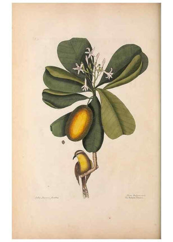 Reproducción/Reproduction 49457105412: The natural history of Carolina, Florida, and the Bahama Islands :. London :Printed for B. White,1771.. 