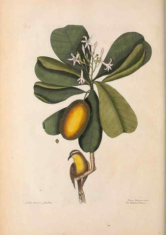 Reproducción/Reproduction 49457105412: The natural history of Carolina, Florida, and the Bahama Islands :. London :Printed for B. White,1771.. 