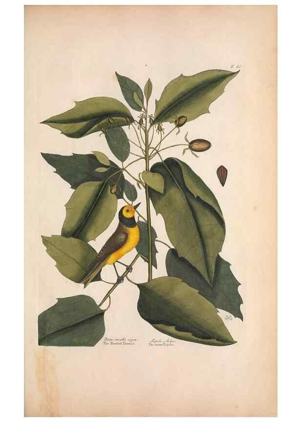 Reproducción/Reproduction 49456873501: The natural history of Carolina, Florida, and the Bahama Islands :. London :Printed for B. White,1771.. 