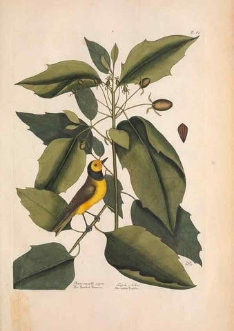 Reproducción/Reproduction 49456873501: The natural history of Carolina, Florida, and the Bahama Islands :. London :Printed for B. White,1771.. 