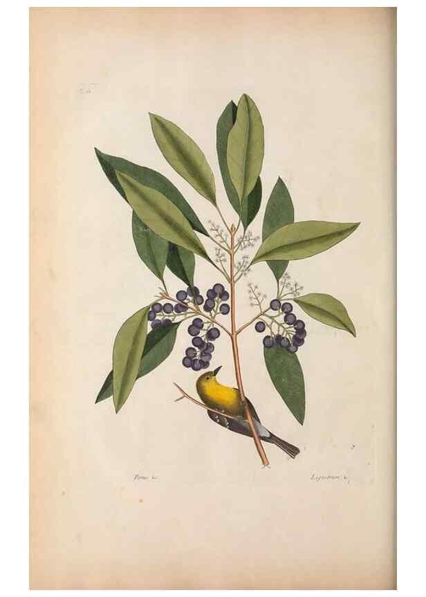 Reproducción/Reproduction 49456400898: The natural history of Carolina, Florida, and the Bahama Islands :. London :Printed for B. White,1771.. 
