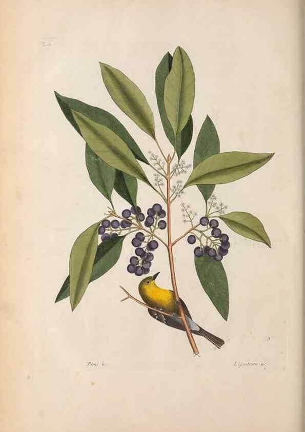 Reproducción/Reproduction 49456400898: The natural history of Carolina, Florida, and the Bahama Islands :. London :Printed for B. White,1771.. 