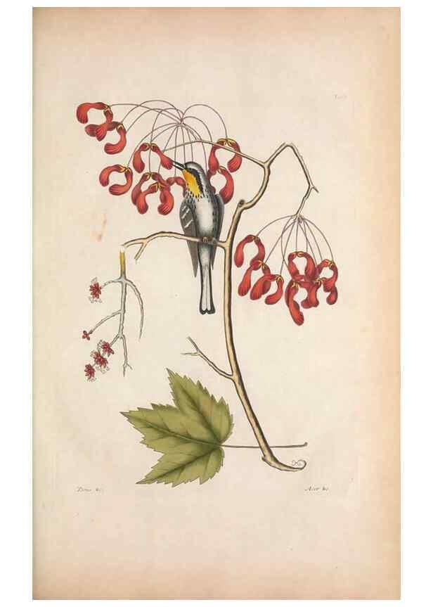 Reproducción/Reproduction 49457106267: The natural history of Carolina, Florida, and the Bahama Islands :. London :Printed for B. White,1771.. 