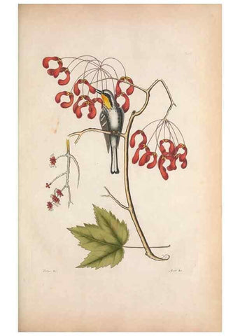 Reproducción/Reproduction 49457106267: The natural history of Carolina, Florida, and the Bahama Islands :. London :Printed for B. White,1771.. 