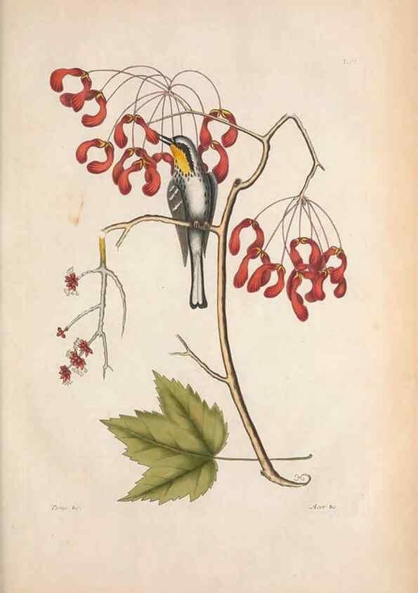 Reproducción/Reproduction 49457106267: The natural history of Carolina, Florida, and the Bahama Islands :. London :Printed for B. White,1771.. 