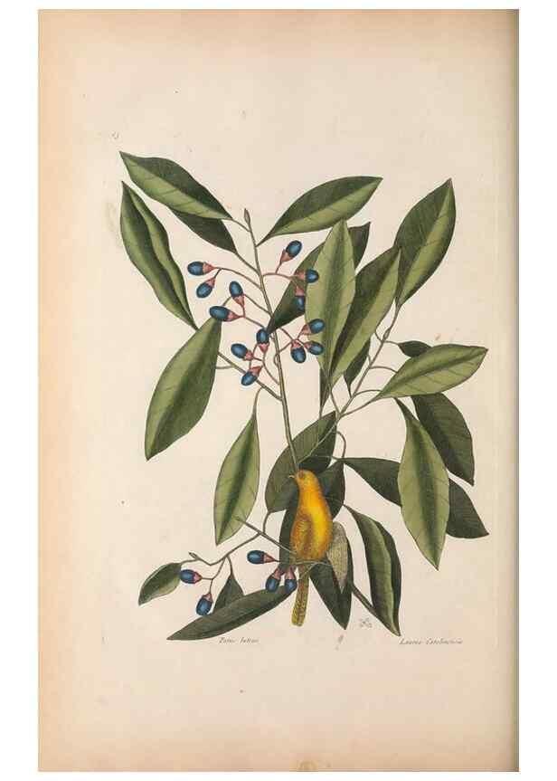 Reproducción/Reproduction 49456401518: The natural history of Carolina, Florida, and the Bahama Islands :. London :Printed for B. White,1771.. 