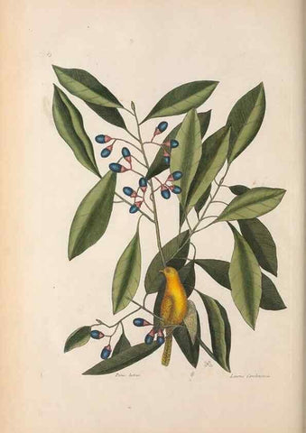 Reproducción/Reproduction 49456401518: The natural history of Carolina, Florida, and the Bahama Islands :. London :Printed for B. White,1771.. 