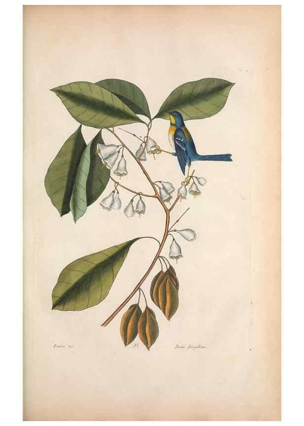 Reproducción/Reproduction 49456874976: The natural history of Carolina, Florida, and the Bahama Islands :. London :Printed for B. White,1771.. 