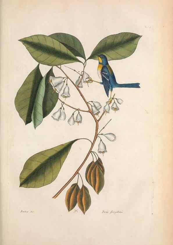 Reproducción/Reproduction 49456874976: The natural history of Carolina, Florida, and the Bahama Islands :. London :Printed for B. White,1771.. 